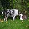 Battle of the Backyard