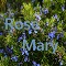 Rose Mary