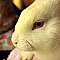 White Rabbit
