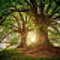 Trees Spirit
