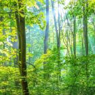 A Journey in the Forest