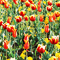 Towards Spring