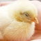 うたた寝ひよこ