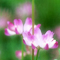 小さな花の庭