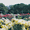 Rose Garden