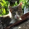 子ねこ