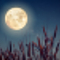 Harvest Moon