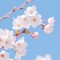 穏やかな春