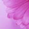 Night Flower