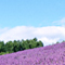 涼風に咲く花