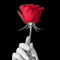 My Rose Has No Thorns
