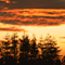 Sunset Hawk