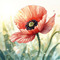 Oriental Poppy