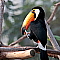 Toucan Bird Island
