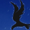 Midnight Condor
