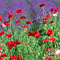 Road of flowers