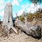 Driftwood Dreams