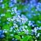 忘れな草