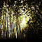 涼虫 -suzumushi-