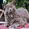 Yawn