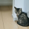 ねこまるの探検