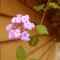 BGM - 030 - I Think Of You