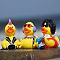 Ducking Ducker