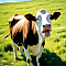 Yawning Cow