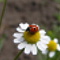 Advance ladybug