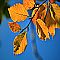 October Foliage