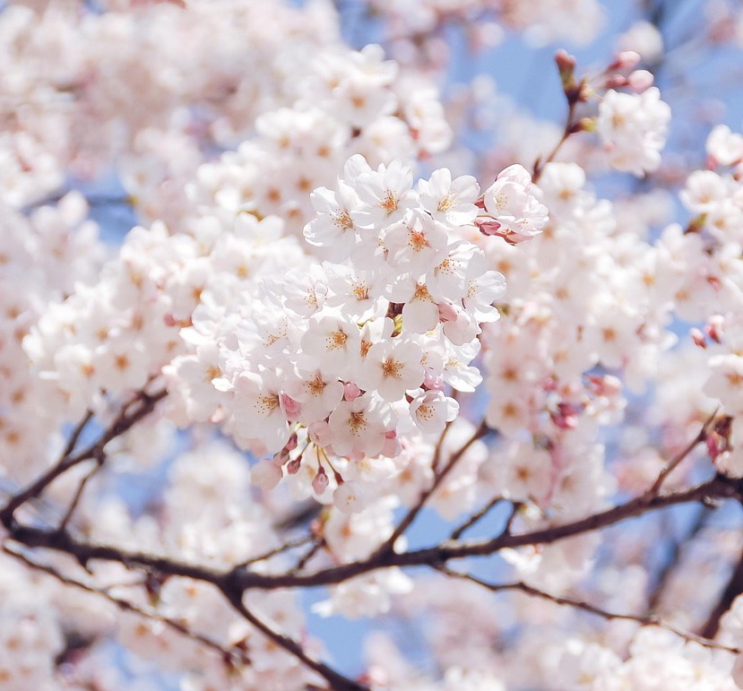 The arrival of spring