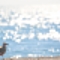 北欧の海辺と渡り鳥