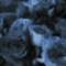 Blue Rose