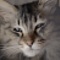 猫は銀河の夢を見るか