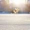 Glistening Snow