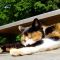 Sunlit Bliss