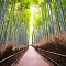 Bamboo Road
