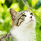 Comical Cats