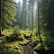 Forest Voices