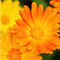 Calendula