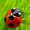 Ladybird