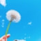 綿毛と空