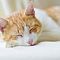 lovely siesta