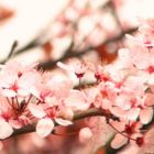 儚きは花なれど