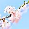 里の古桜