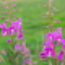 Fireweed
