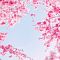 桜回廊