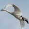 Soaring High to Bring You Joy