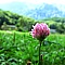 Trifolium repens f. roseum