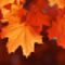 Maple